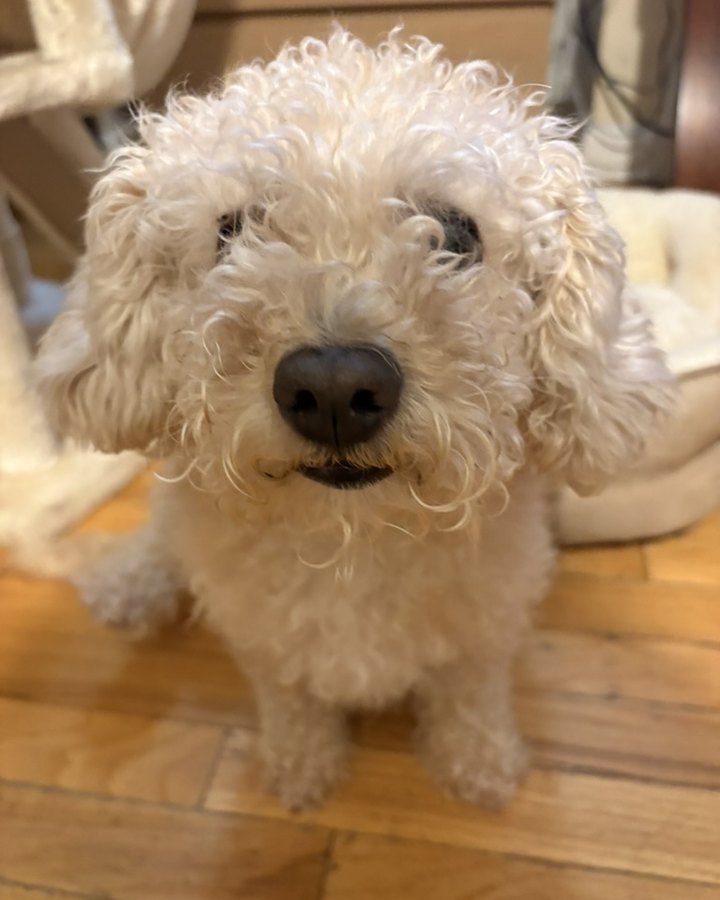 Zoey, a fluffy cream-colored puppy with curly fur, looking up at the camera
